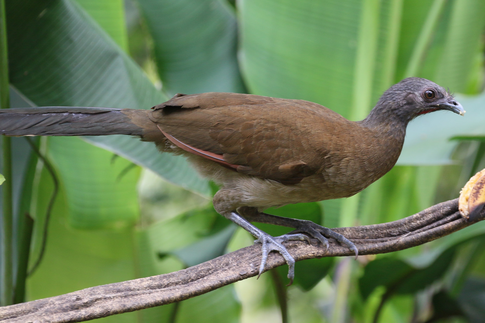 image Grey-headed Chachalaca